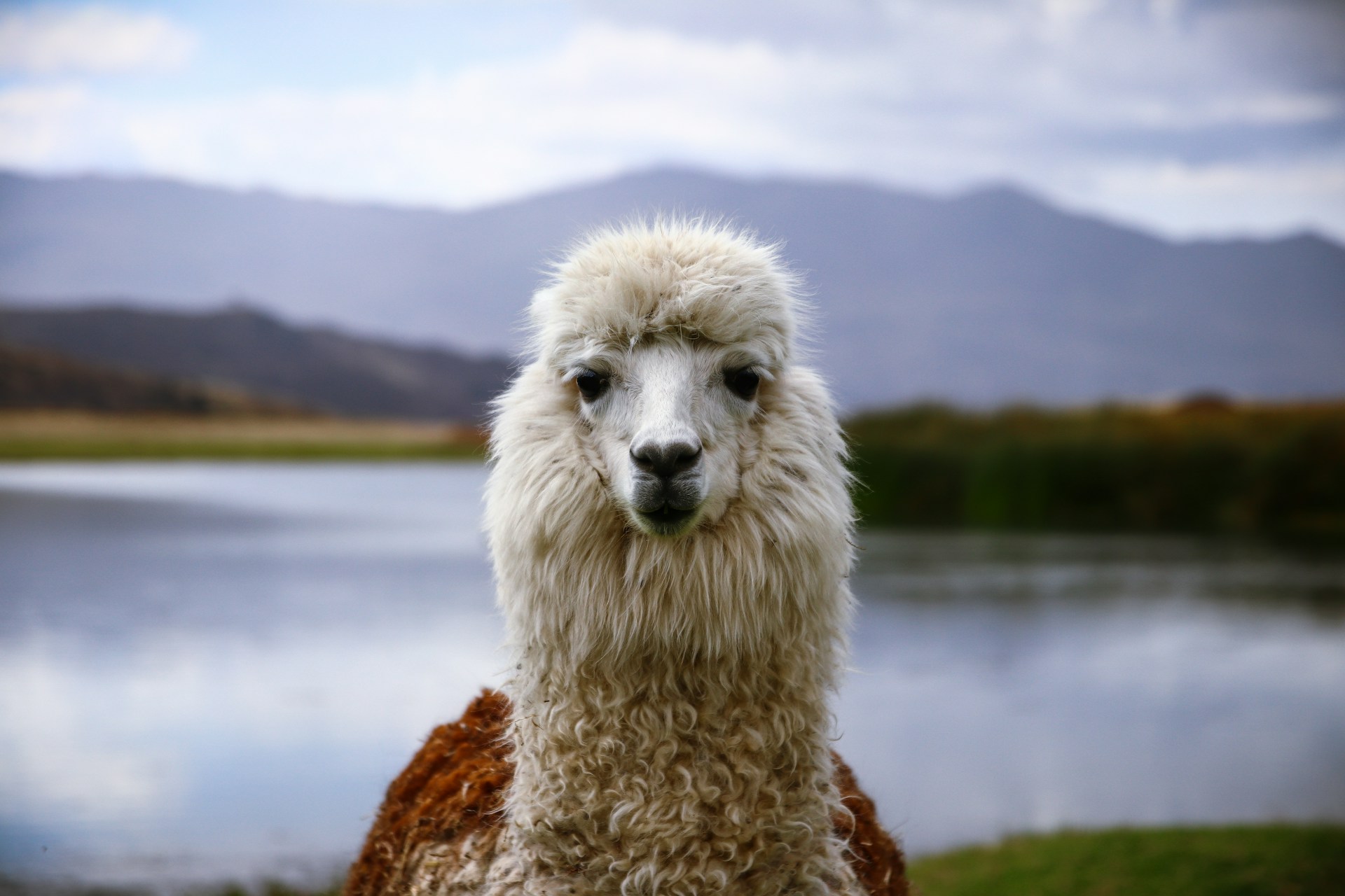 Paul Lequay/Unsplash/Llama